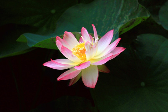 荷花