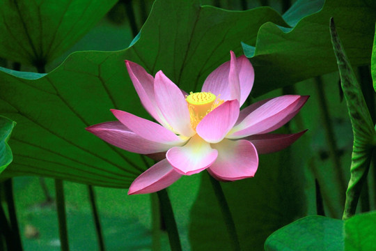 荷花