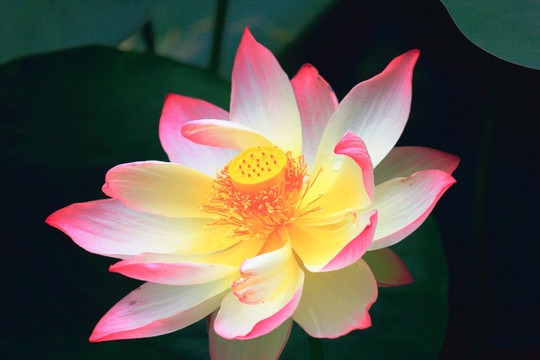 荷花