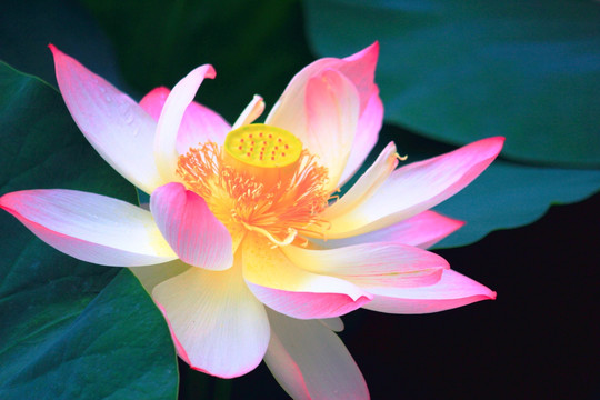 荷花