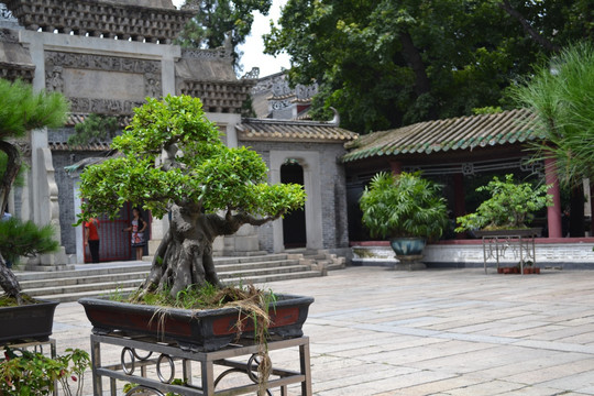 盆景