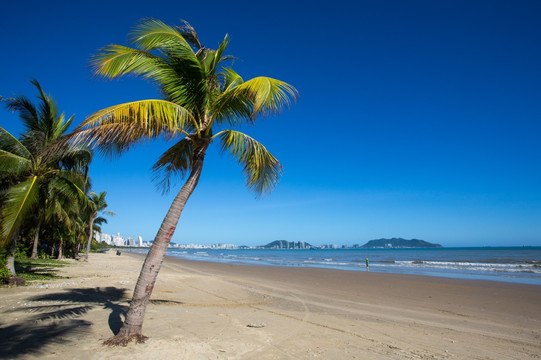 沙滩上的椰子树