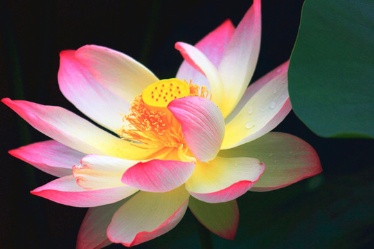 荷花