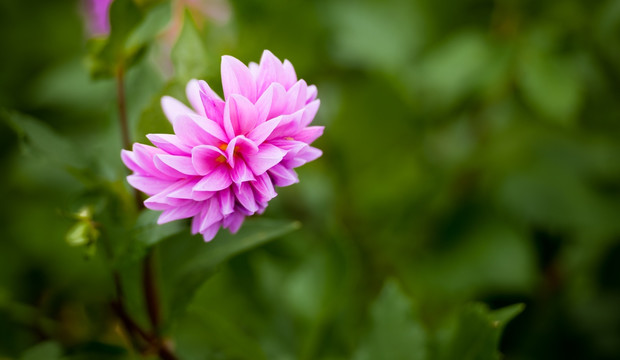 大丽菊