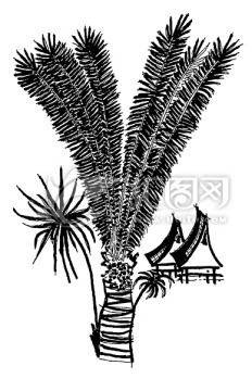 矢量傣乡棕榈树