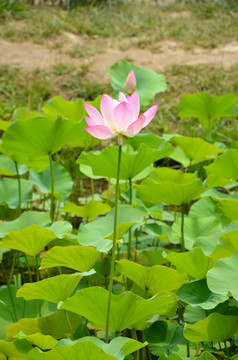 荷花 莲花 莲藕  莲叶