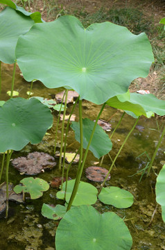 荷花 莲花 莲藕  莲叶