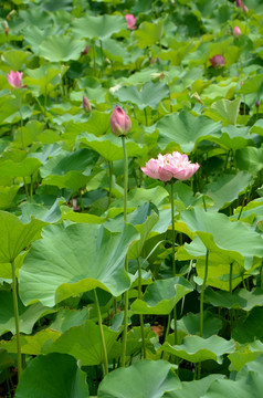 荷花 莲花 莲藕  莲叶