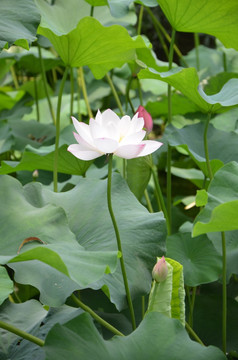 荷花 莲花 莲藕  莲叶 花卉