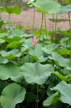 荷花 莲花 莲藕  莲叶 花卉