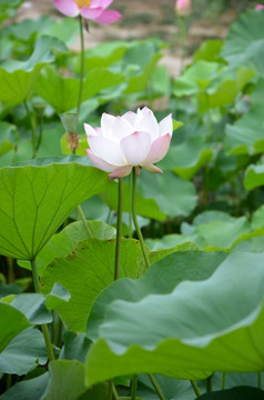 荷花 莲花 莲藕  莲叶 花卉