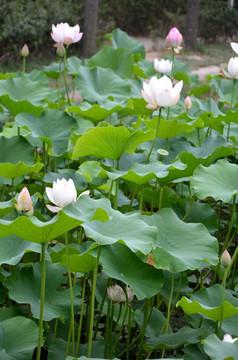 荷花 莲花 莲藕  莲叶 花卉