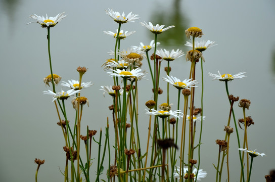 波斯菊 格桑菊 扫帚梅 秋英