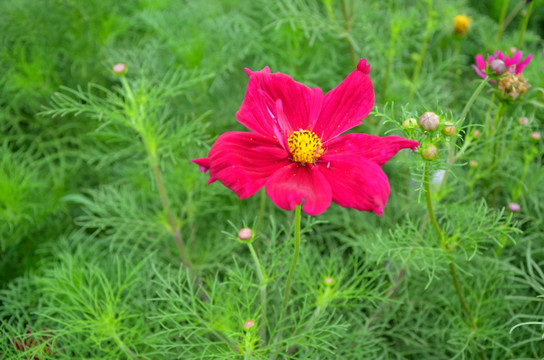 波斯菊 格桑菊 扫帚梅 秋英