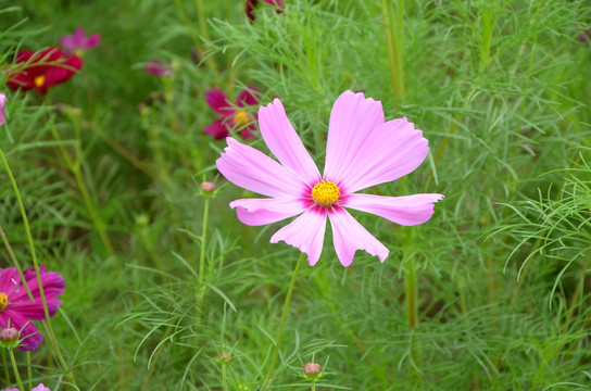 波斯菊 格桑菊 扫帚梅 秋英