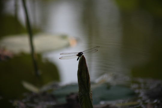 蜻蜓