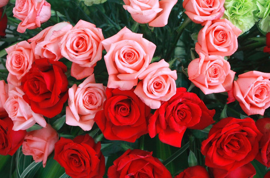 粉色和红色玫瑰花高清图