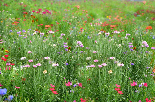 山矢车菊 菊花