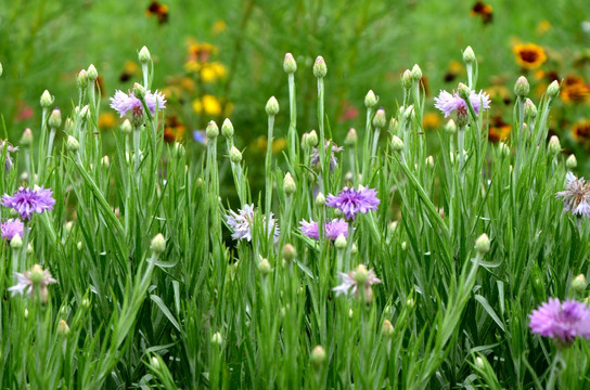 山矢车菊 菊花