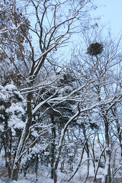 树林 鸟巢 积雪