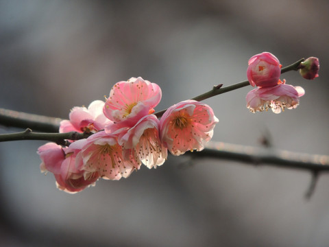 梅花