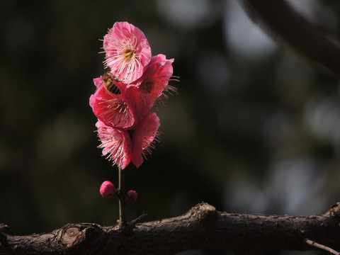 梅花