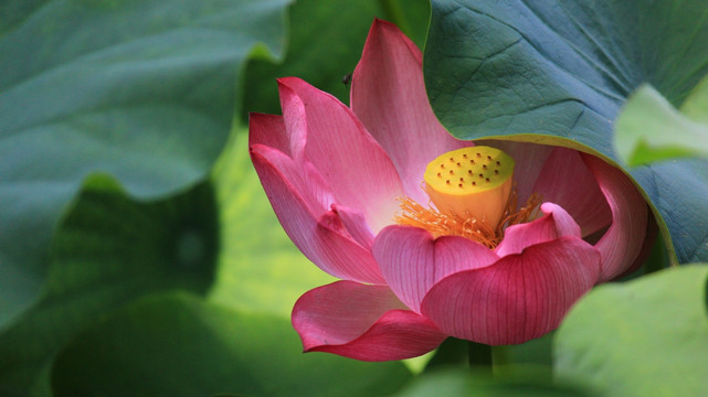 荷花