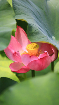 荷花