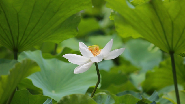荷花