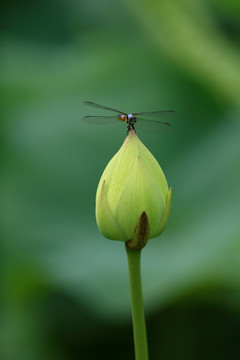 荷花与蜻蜓