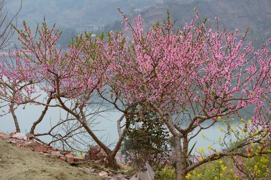 成都龙泉桃花盛开