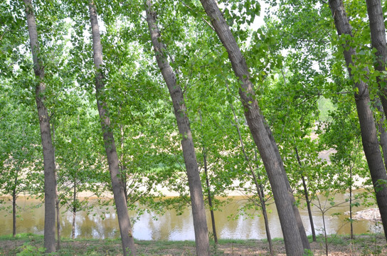 河边杨树