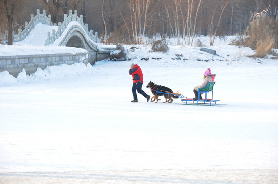 犬拉雪橇