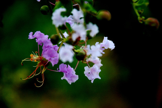 紫色春天的花朵