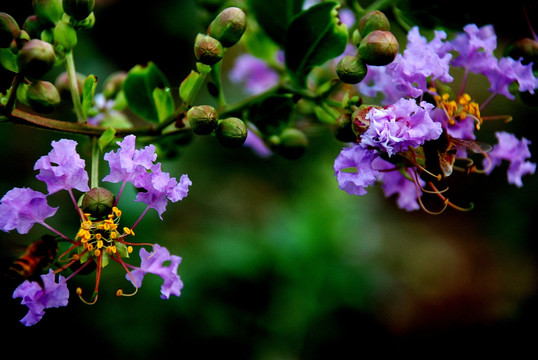 紫色春天的花朵