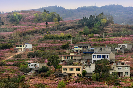 成都龙泉桃花沟农房民居