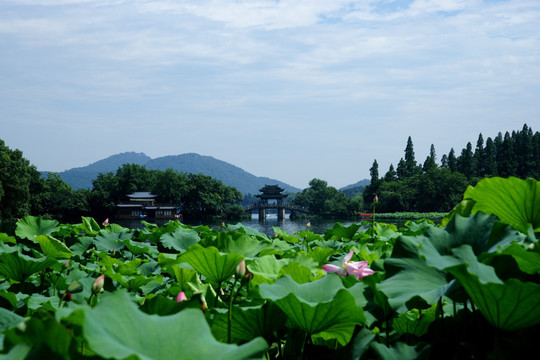 西湖风景 蓝天白云 曲院风荷