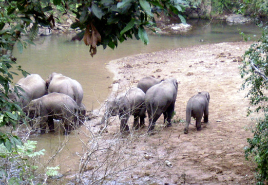 河边饮水的野象群