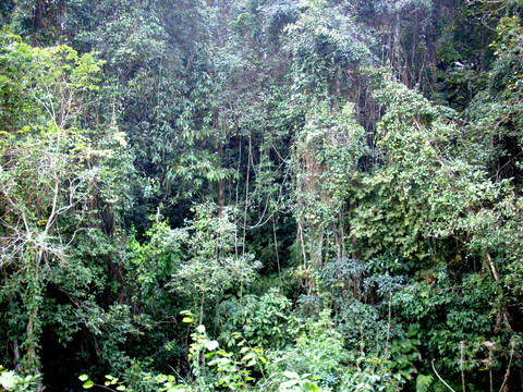热带雨林植物群落 藤蔓植物