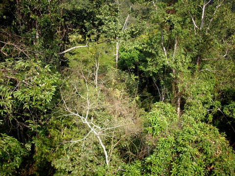 热带雨林植物群落