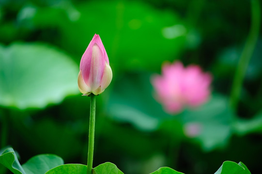 荷花 小荷才露尖尖角