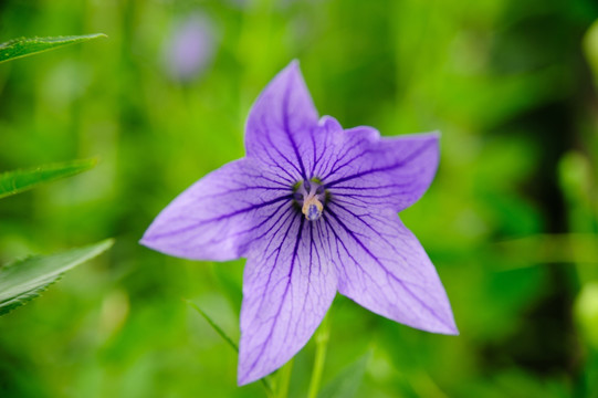 紫桔梗花