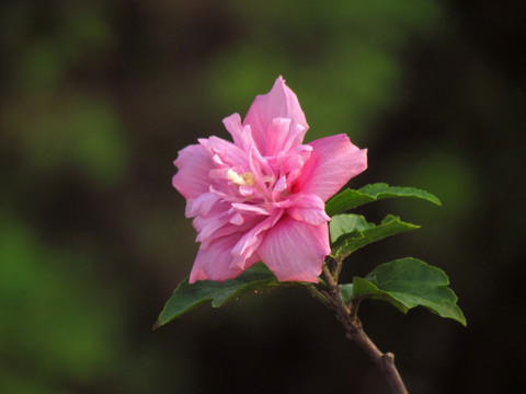 木槿花