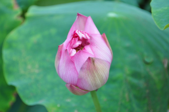 荷花 花苞 花蕾 含苞待放