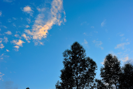 树木天空云彩