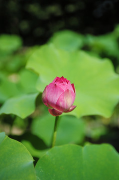 清水芙蓉