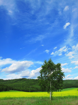 田野