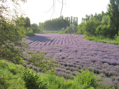 薰衣草花田