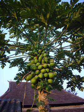 热带水果番木瓜