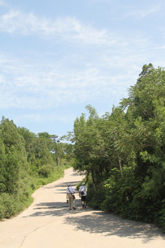 济南千佛山林荫道